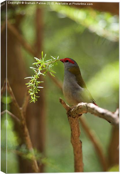  Nesting Material Canvas Print by Graham Palmer
