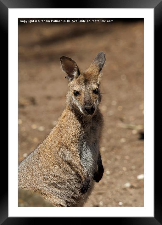  Kangaroo Portrait Framed Mounted Print by Graham Palmer