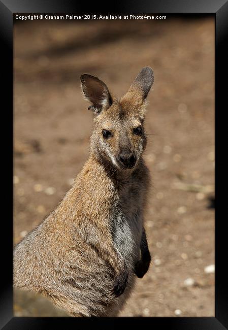  Kangaroo Portrait Framed Print by Graham Palmer