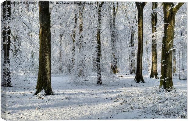  Snowy Beech Woods Canvas Print by David Tinsley
