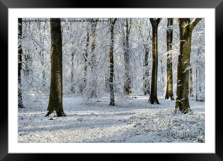  Snowy Beech Woods Framed Mounted Print by David Tinsley