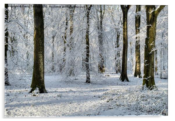  Snowy Beech Woods Acrylic by David Tinsley