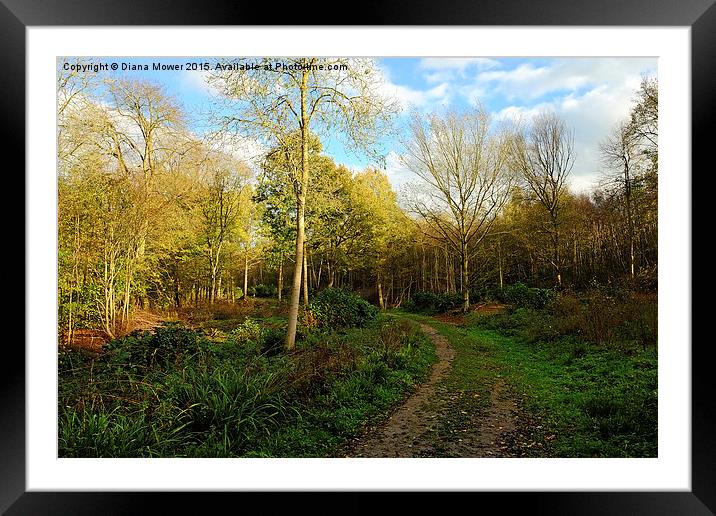  Chalkney Wood Framed Mounted Print by Diana Mower
