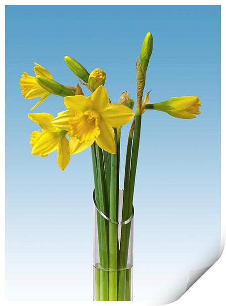 Daffodils Print by Victor Burnside