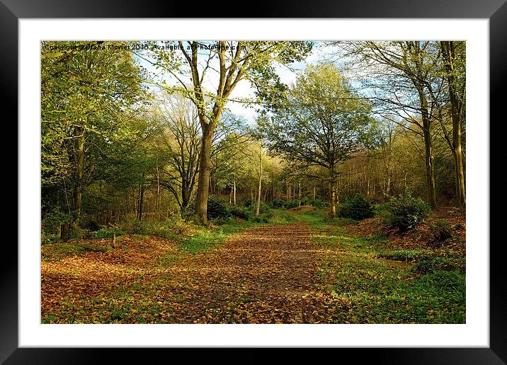  Chalkney Wood Springtime Framed Mounted Print by Diana Mower