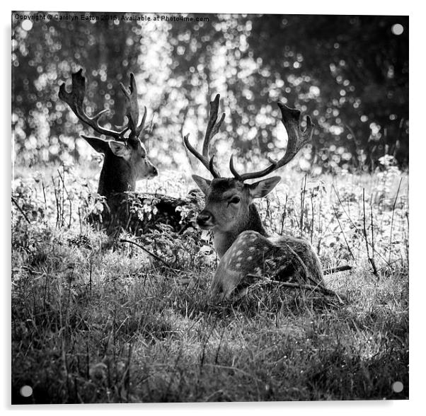  Young Stags B&W Acrylic by Carolyn Eaton