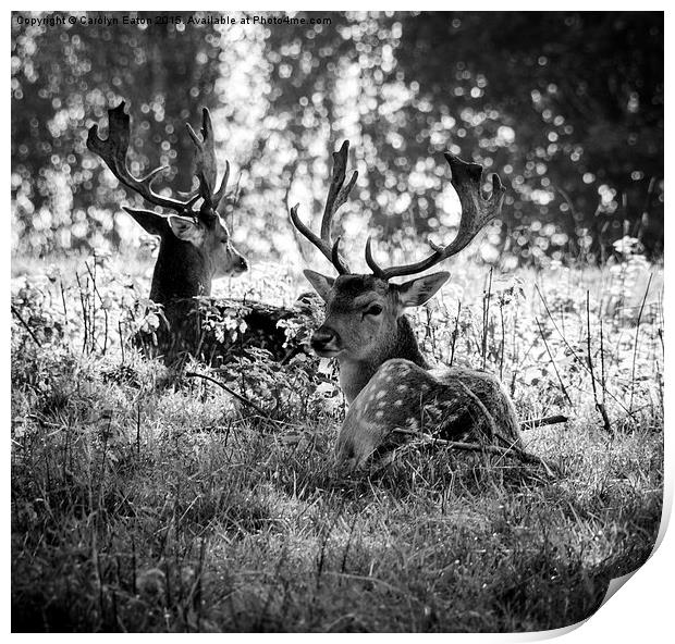  Young Stags B&W Print by Carolyn Eaton