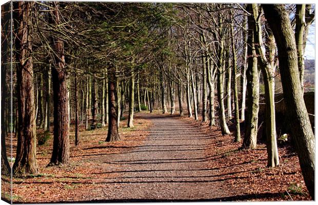 Avenue of tress at Alnwick Gardens Canvas Print by Gail Johnson