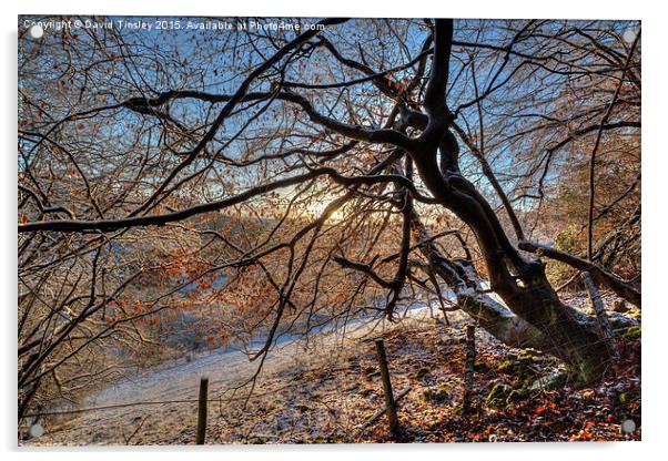  Sunlit Beech Acrylic by David Tinsley