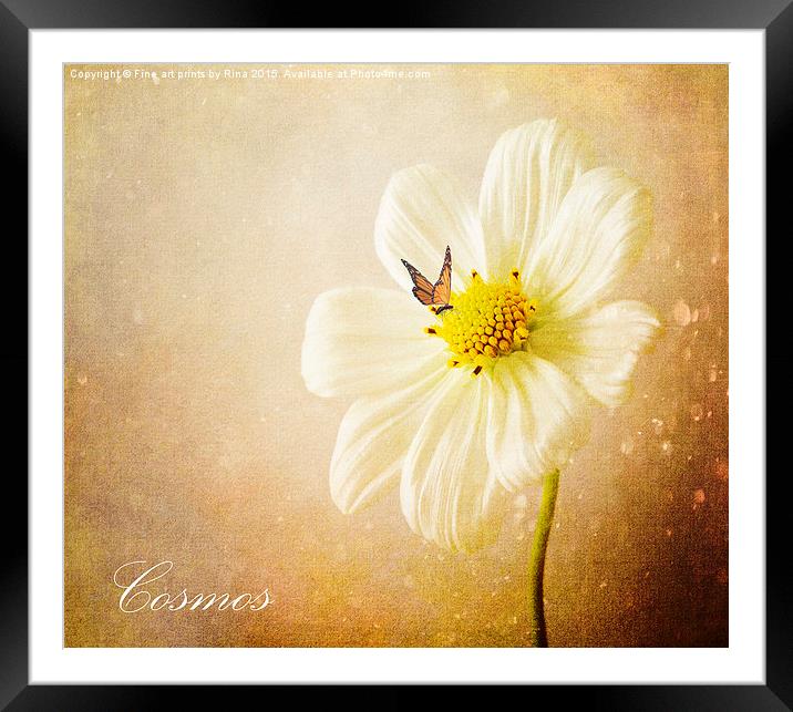  Cosmos Framed Mounted Print by Fine art by Rina