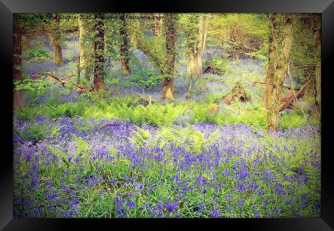 Painted Bluebell Wooded Carpet Framed Print by Zena Clothier