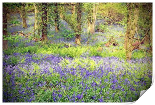  Painted Bluebell Wooded Carpet Print by Zena Clothier