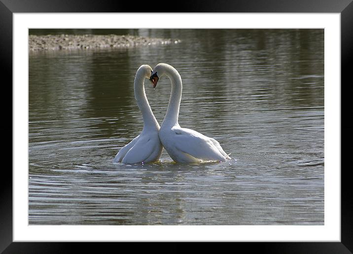Swans in love Framed Mounted Print by Randal Cheney