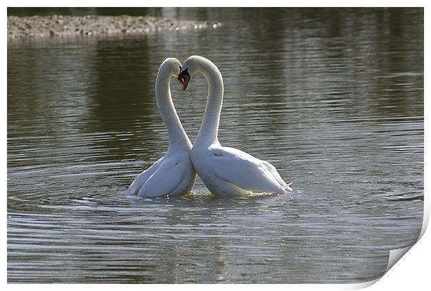 Swans in love Print by Randal Cheney