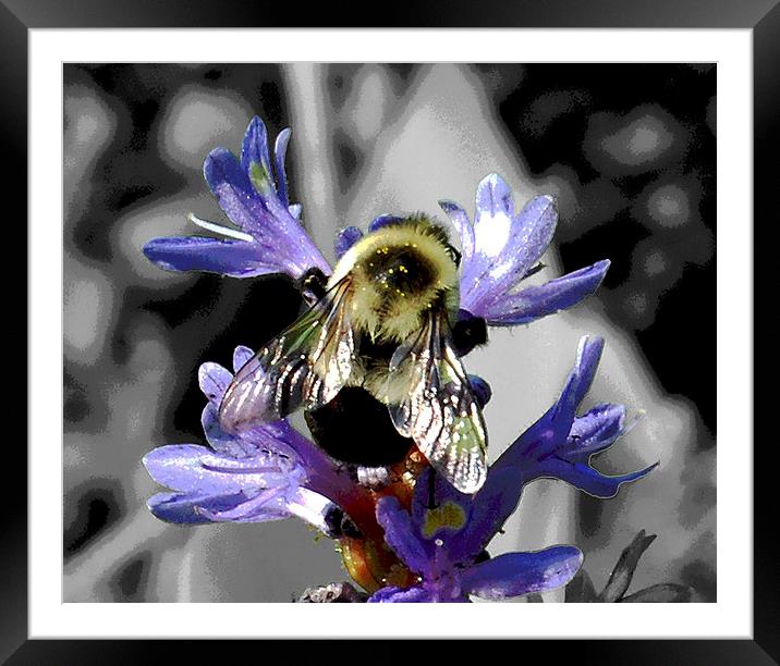  Silhouetted Bee and Flora with Black & White Back Framed Mounted Print by james balzano, jr.