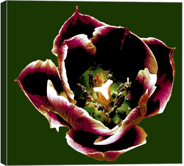 Close Up Tulip  Canvas Print by james balzano, jr.