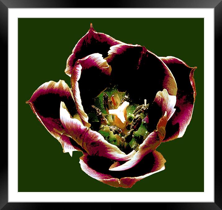 Close Up Tulip  Framed Mounted Print by james balzano, jr.