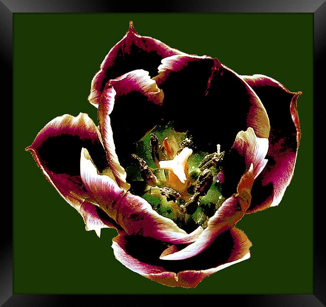 Close Up Tulip  Framed Print by james balzano, jr.