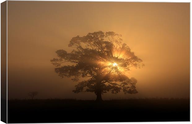 Tree silhouette in fog Canvas Print by Gail Johnson