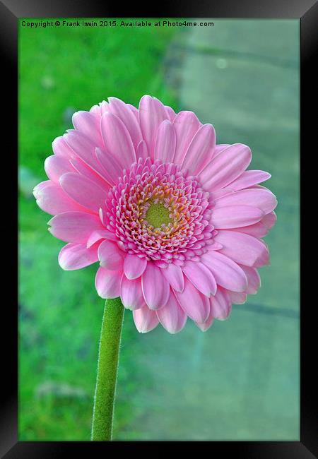  Beautiful Pink Chrysanthemum head in full bloom Framed Print by Frank Irwin
