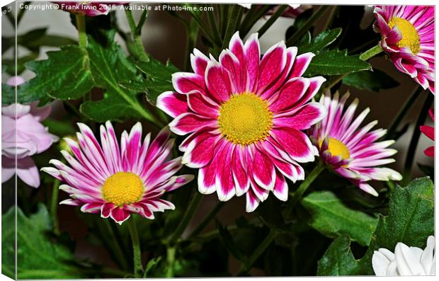 Beautiful Chrysanthemums in full bloom Canvas Print by Frank Irwin