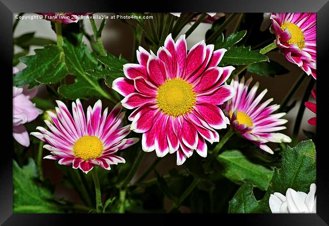 Beautiful Chrysanthemums in full bloom Framed Print by Frank Irwin