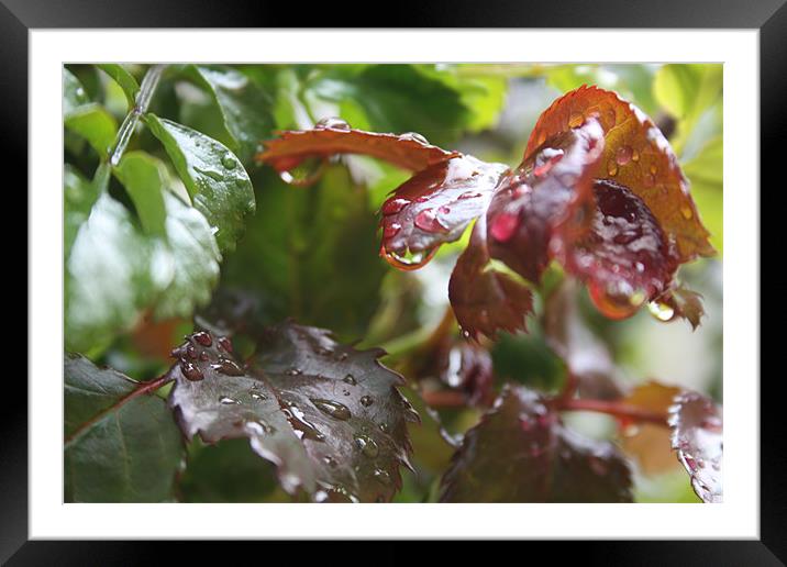 Drops of rain Framed Mounted Print by Mustafa khabeisa