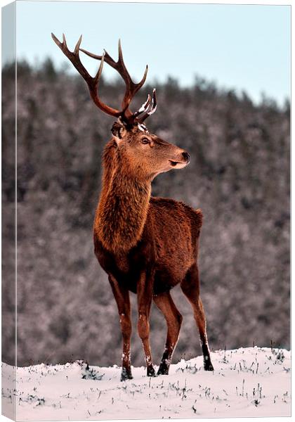  Red Deer Stag Canvas Print by Macrae Images