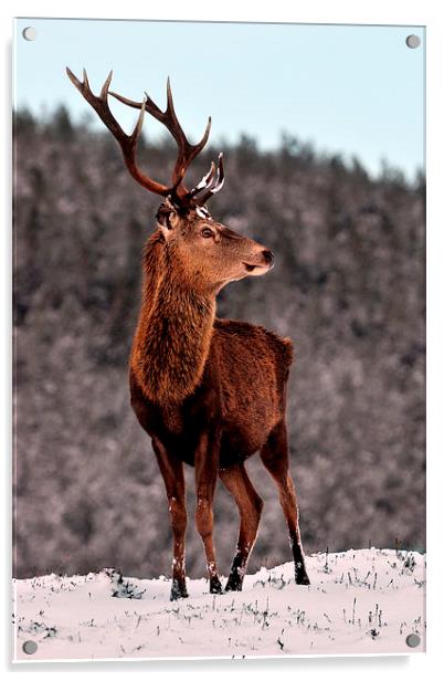  Red Deer Stag Acrylic by Macrae Images