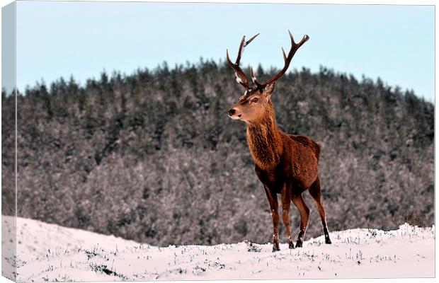  Red Deer Stag Canvas Print by Macrae Images