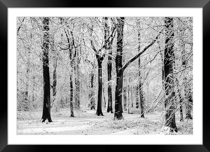  Snowy Beech Trees Framed Mounted Print by David Tinsley