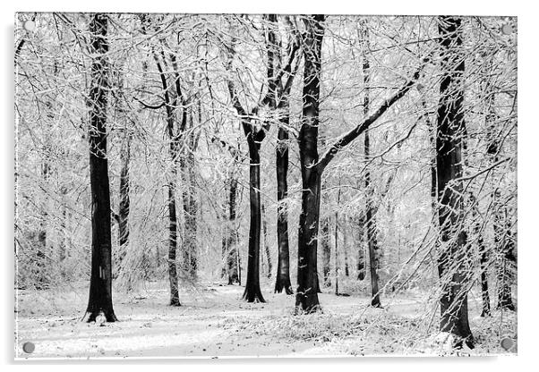  Snowy Beech Trees Acrylic by David Tinsley