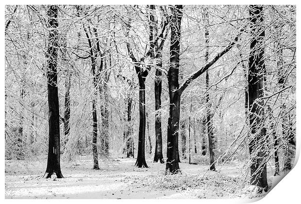  Snowy Beech Trees Print by David Tinsley