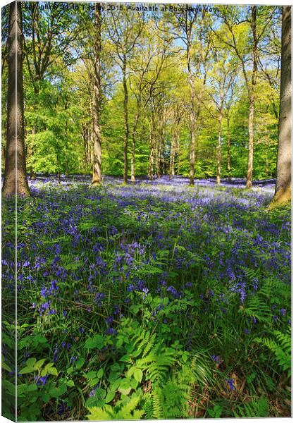  Spring Time Canvas Print by David Tinsley