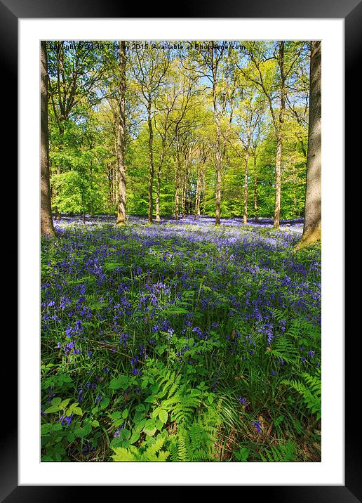 Spring Time Framed Mounted Print by David Tinsley