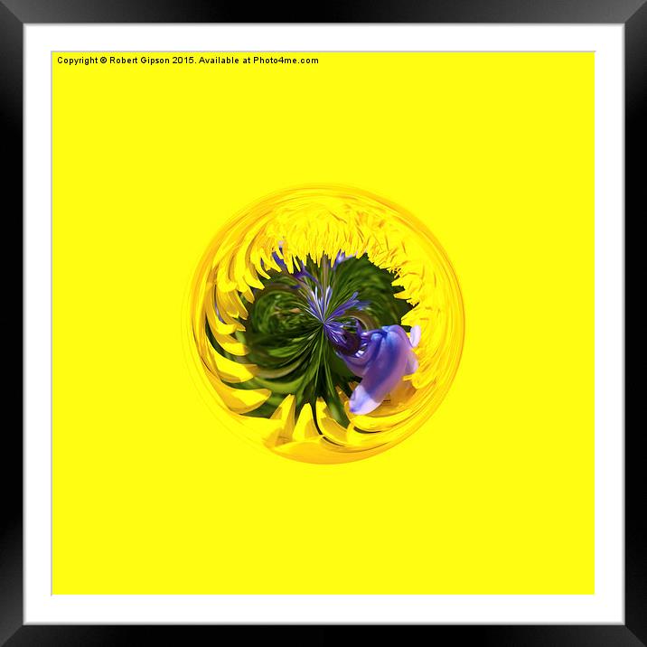  Bluebell in Dandelion globe abstract, Framed Mounted Print by Robert Gipson