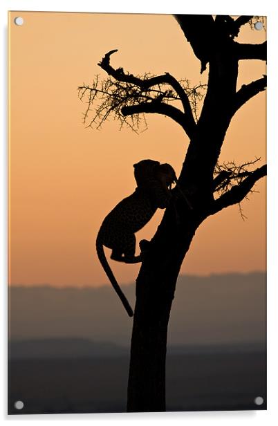 Leopard climbing down a tree Acrylic by Gail Johnson