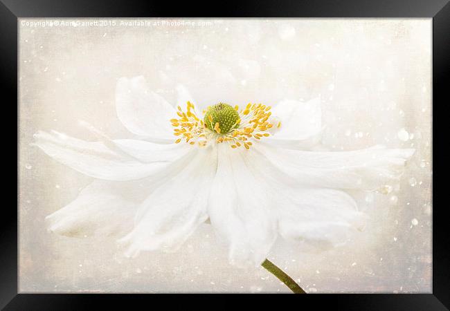 White Japanese Anemone Framed Print by Ann Garrett