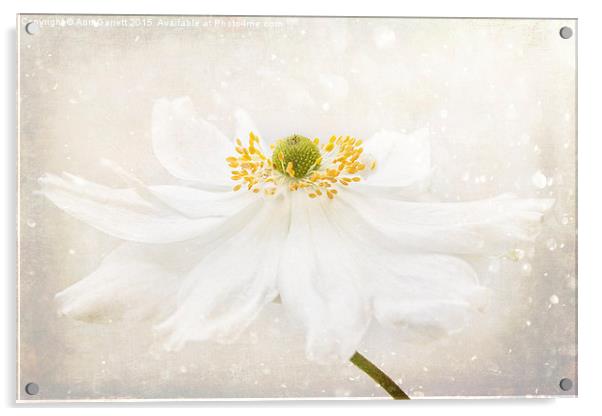 White Japanese Anemone Acrylic by Ann Garrett