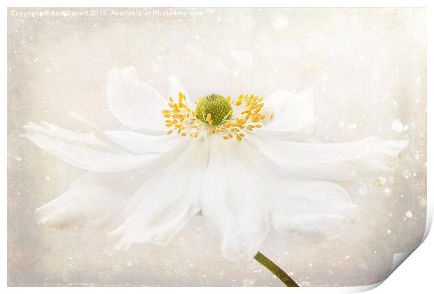 White Japanese Anemone Print by Ann Garrett