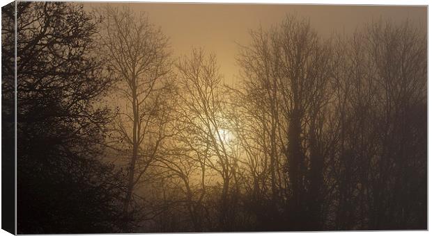  Foggy Forest Sunrise Canvas Print by Jon Gopsill