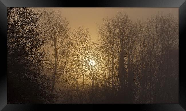  Foggy Forest Sunrise Framed Print by Jon Gopsill