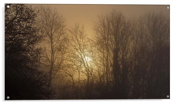  Foggy Forest Sunrise Acrylic by Jon Gopsill