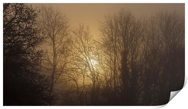  Foggy Forest Sunrise Print by Jon Gopsill