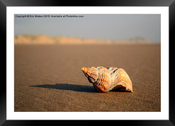  Shell Framed Mounted Print by Eric Watson