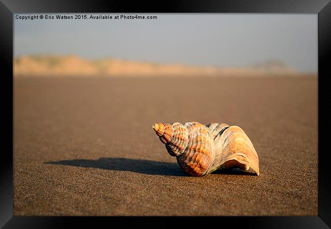  Shell Framed Print by Eric Watson