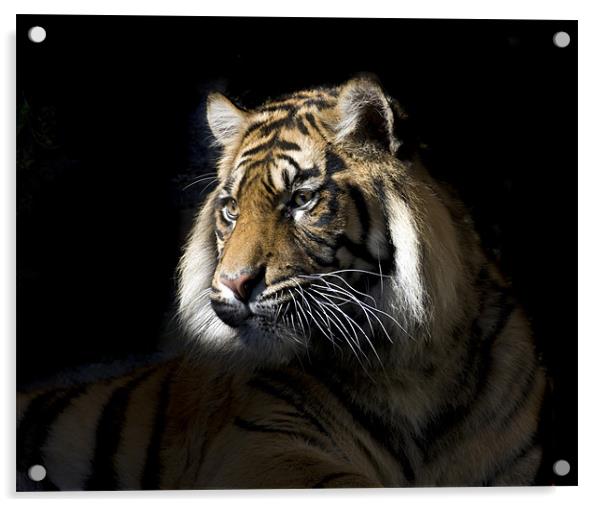 Sumatran Tiger Acrylic by Gail Johnson