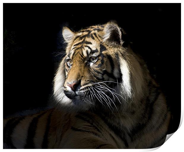 Sumatran Tiger Print by Gail Johnson