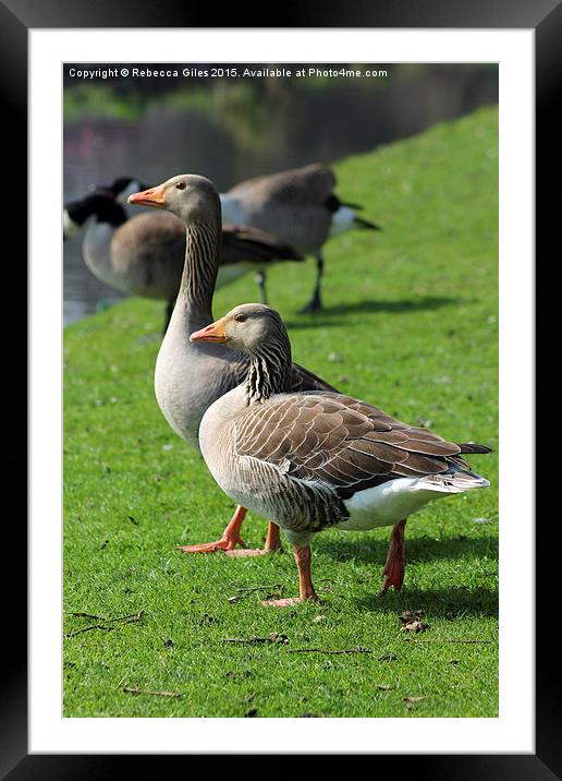  Two of a Kind Framed Mounted Print by Rebecca Giles