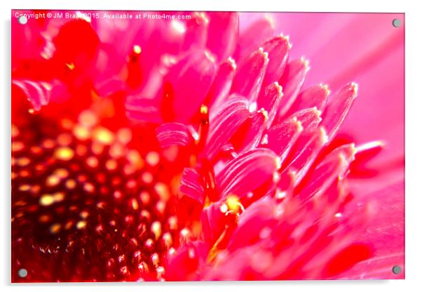  Gerbera Flower Acrylic by Jane Braat